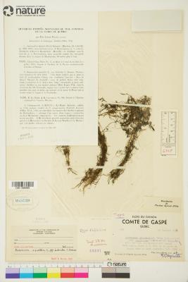 Ranunculus trichophyllus