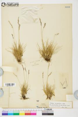 Festuca Tourn. ex L.