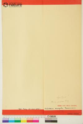 Castilleja parviflora