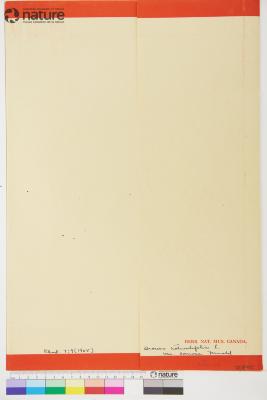 Drosera rotundifolia