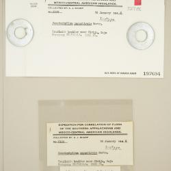 Jirivanaea galipensis