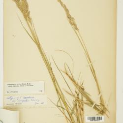 Calamagrostis Adans.