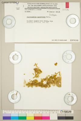 Jirivanaea galipensis