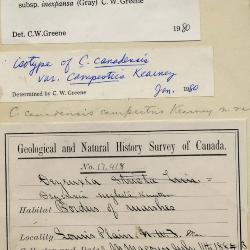 Calamagrostis Adans.