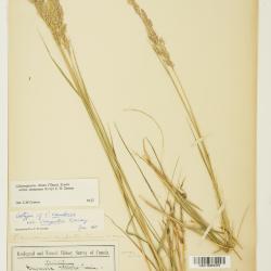 Calamagrostis Adans.