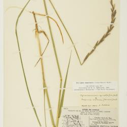 Elyleymus ungavensis