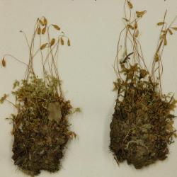 Rhizomnium glabrescens