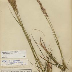 Calamagrostis Adans.