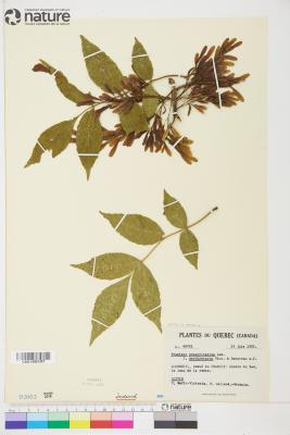 Fraxinus pennsylvanica