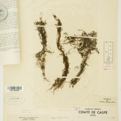 Ranunculus trichophyllus