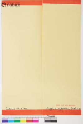 Eriogonum androsaceum