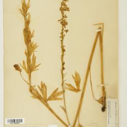 Delphinium viridescens