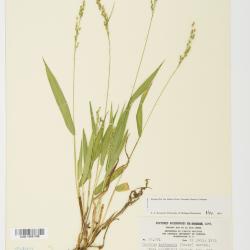 Dichanthelium leibergii