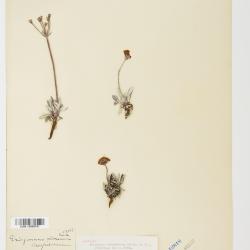 Eriogonum androsaceum