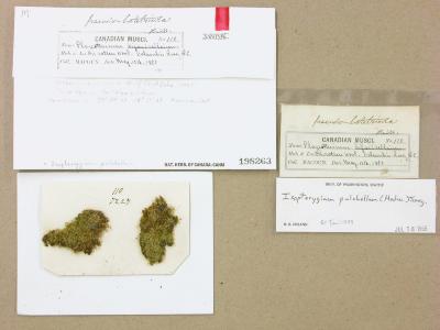 Isopterygiella pulchella