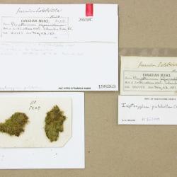 Isopterygiella pulchella