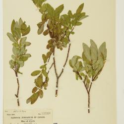 Salix farriae