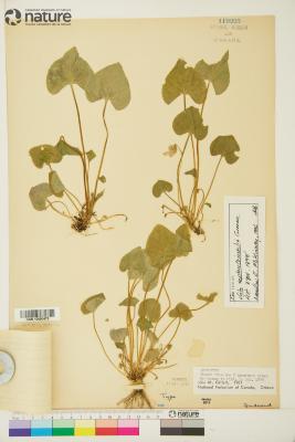 Viola septentrionalis