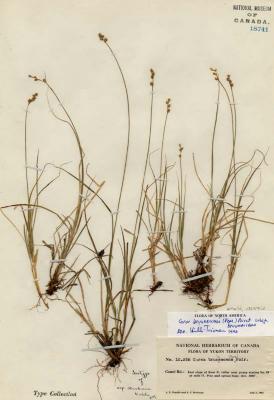 Carex brunnescens