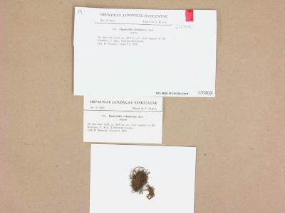 Plagiochila alaskana