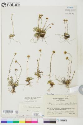 Antennaria monocephala