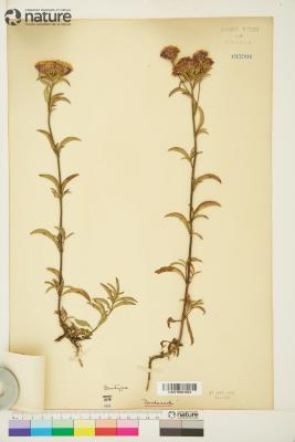 Stevia clinopodioides