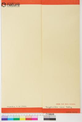 Pelecyphora vivipara