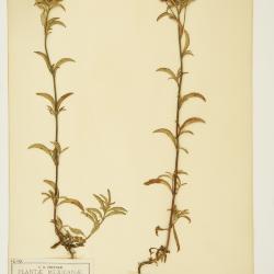 Stevia clinopodioides