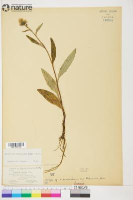 Hieracium robinsonii