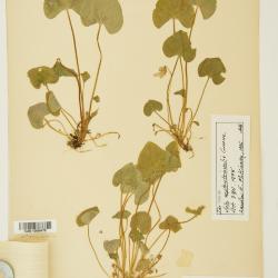 Viola septentrionalis