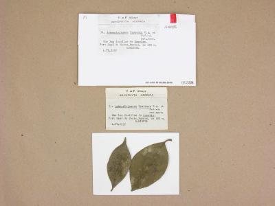 Cololejeunea sintenisii