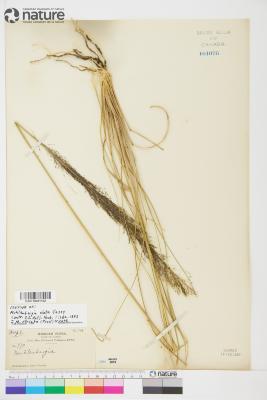 Muhlenbergia Schreb.