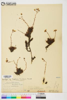 Saxifraga bronchialis