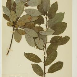 Salix discolor