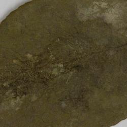 Cololejeunea sintenisii