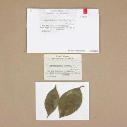 Cololejeunea sintenisii