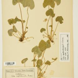 Viola septentrionalis