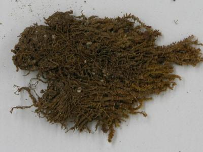 Solenostoma hiugaense