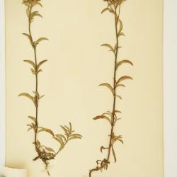 Stevia clinopodioides