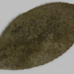 Cololejeunea sintenisii