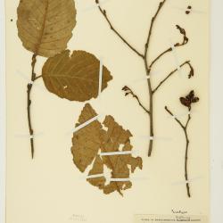 Alnus incana