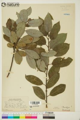 Salix discolor