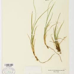 Carex plectocarpa