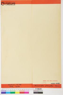 Navarretia leucocephala