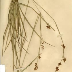 Carex humboldtiana