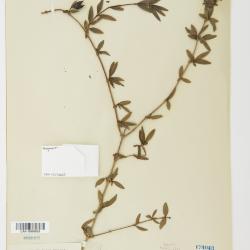 Fendlera Engelm. & A.Gray