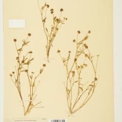 Trifolium Tourn. ex L.