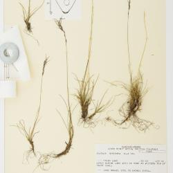 Festuca viviparoidea