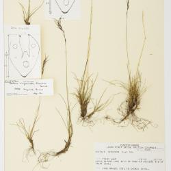 Festuca viviparoidea