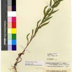 Euthamia (Nutt.) Cass.